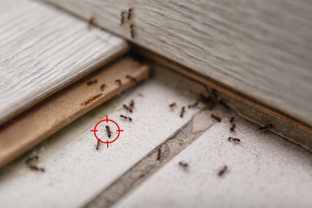 Best Flea Control Services  in Mullens, WV