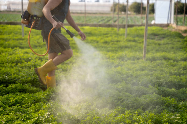Best Pest Control for Homes  in Mullens, WV