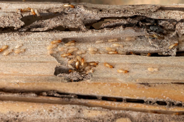 Reliable Mullens, WV Pest Control Solutions